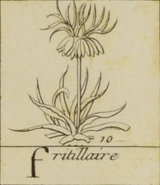 Sketch of crown imperial fritillary, name written below.